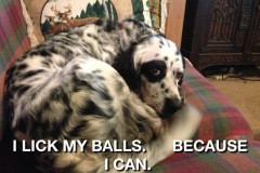Patch-meme-2